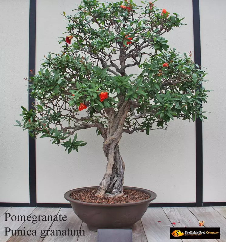 Pomegranate Bonsai - /data/6342568/pomegranate1.jpeg
