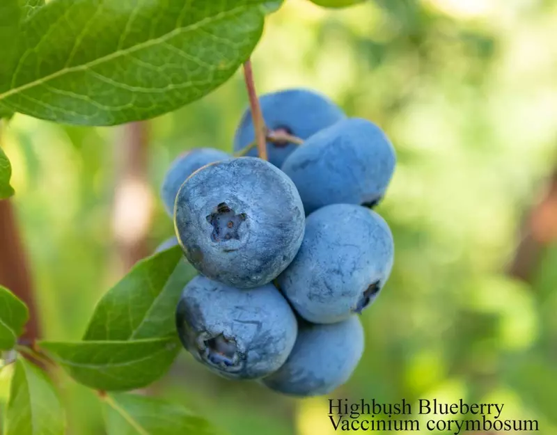 Highbush Blueberries Grow from Seed - /data/6342620/blueberry-hi-bush.jpeg