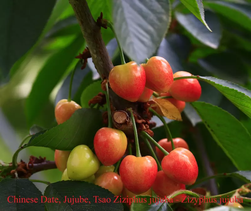 Chinese Date Fruit Tree Seed - /data/6342625/Chinese-date-.jpeg