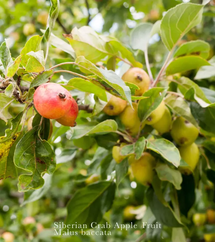 Siberian Crab Apple Fruit Tree - /data/6342627/siberian-crab-apple-with-fruit.jpeg