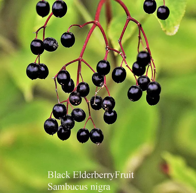 Black Elderberry Fruit Tree - /data/6342628/elderberry-fruit.jpeg