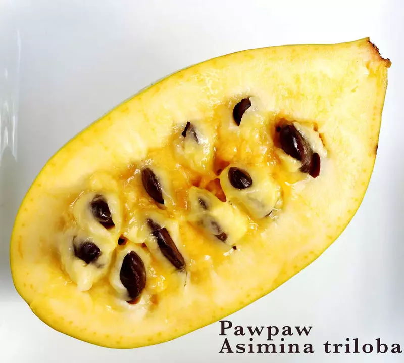 Paw Paw Fruit Tree Seed - /data/6342632/paw-paw-seed-1.jpeg