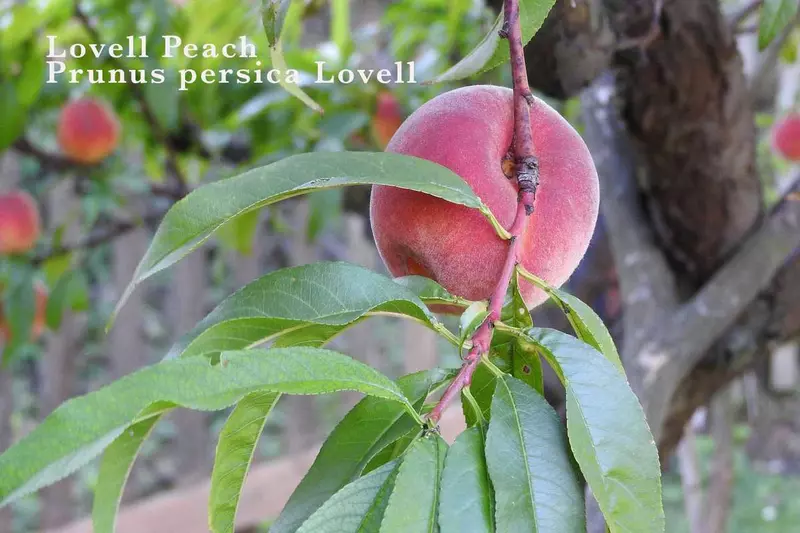 Lovell Peach Tree Seed - /data/6342633/_peach,-lovell-Prunus_persica.jpeg