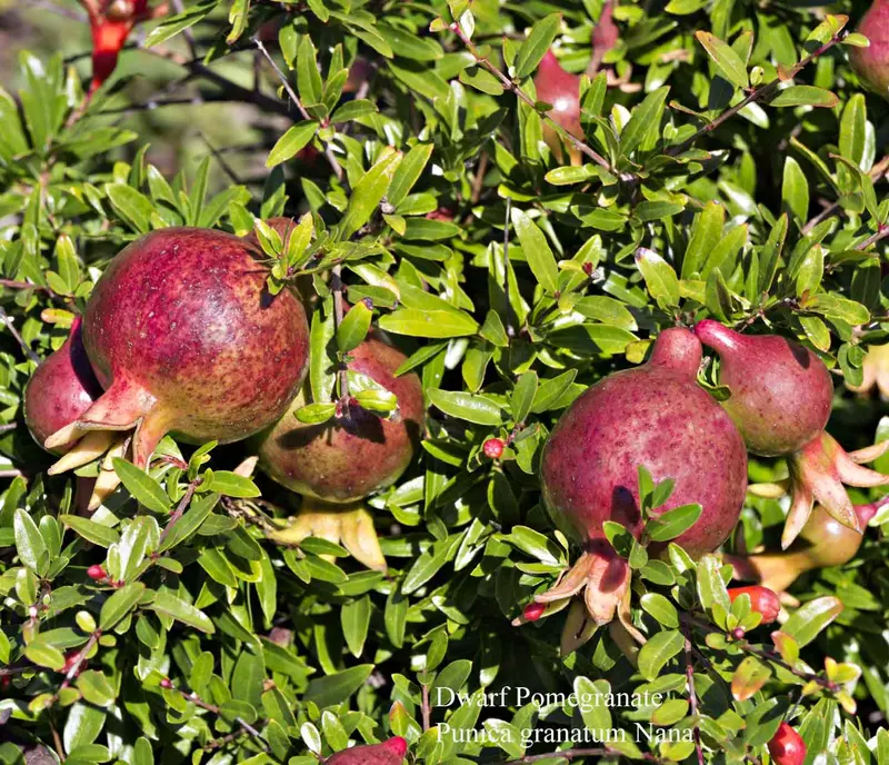 Pomegranate Fruit Tree Seed - /data/6342634/pomegranate-dwarf-fruit.jpeg