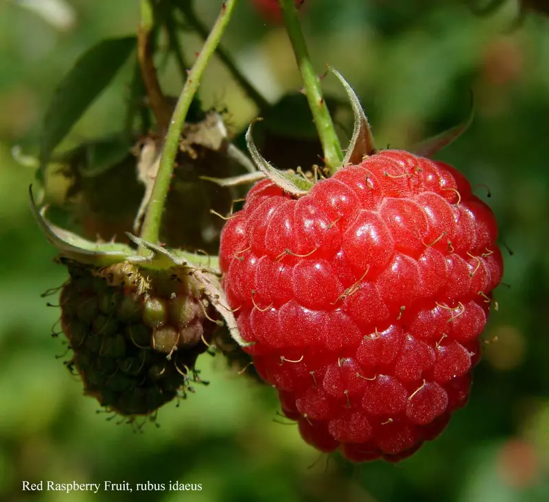 Raspberry Fruit Seed - /data/6342635/raspberry-on-vine-close-up.jpeg