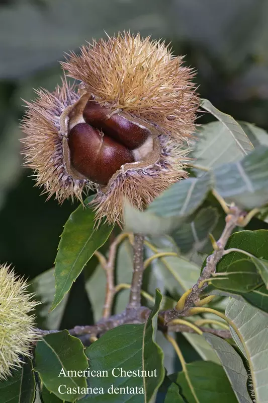 The American Chestnut tree seed - /data/6342641/american-chestnut--castanea-dentata2.jpeg