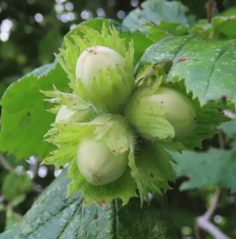 Hazelnut, American Filbert Tree Seed - /data/6342643/hazelnut-unripe-fruit.jpeg