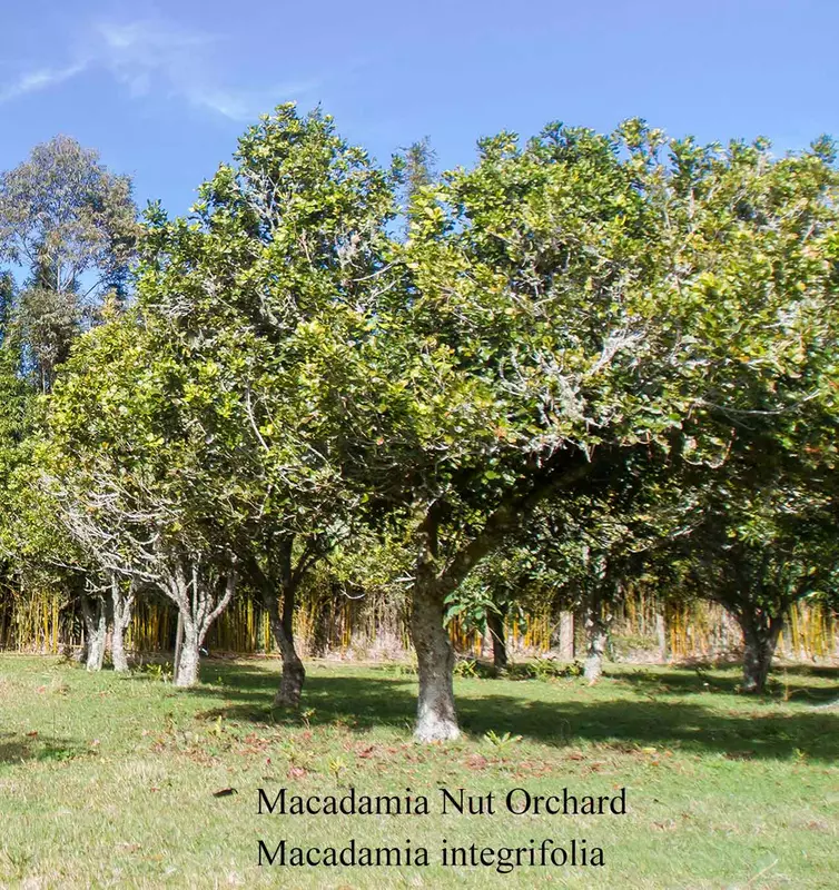 Macadamia Nut Tree Seed - /data/6342644/macadamian-tree-orchard1.jpeg