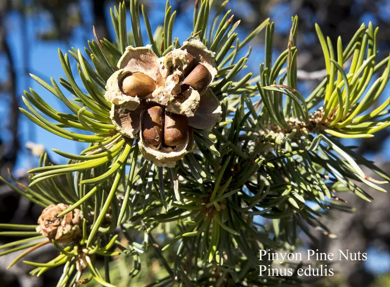 Pinyon Pine Tree Seed - /data/6342645/pinyon-pine-nuts-1.jpeg