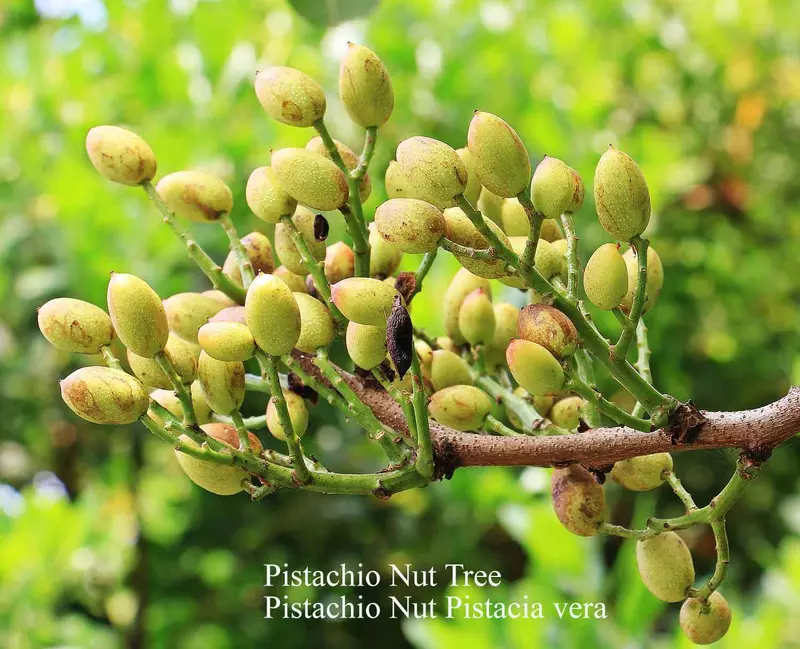 Pistachio Nut Tree - /data/6342646/pistachio-nut-fruit-.jpeg