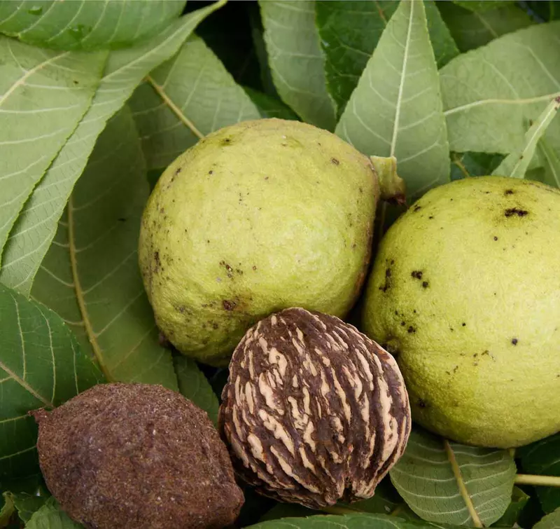 Walnut Tree Seed - /data/6342647/walnut-seed--juglans-regia2.jpeg